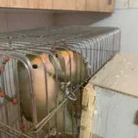 طوطی برزیلی مولد رو تخم