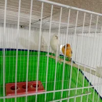 جفت قناری رو تخم جوجه رسون|پرنده|تربتحیدریه, باغ سلطانی|دیوار