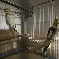 جفت های عتیقه عروس هلندی