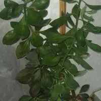 گل طبیعی و شاداب