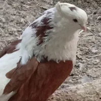 کبوترپشتار|پرنده|بستان آباد, |دیوار