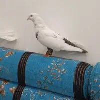 کبوتر دمبی نره سوسنگرد|پرنده|سوسنگرد, |دیوار