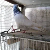 کبوتر کله سبز و بلدرچین
