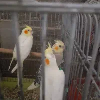 سلام فروش عروس هلندی نیمور|پرنده|محلات, |دیوار