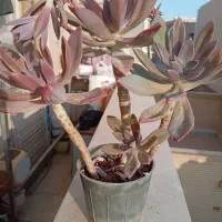 گل کاکتوس، گندمی، یخی|گل و گیاه طبیعی|شاهین‌شهر, شهرک ردانی پور|دیوار