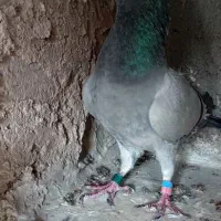 کفتر گرفتنی یا صید|پرنده|چناران, |دیوار