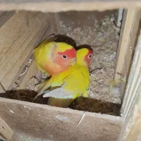 طوطی برزیلی مولد