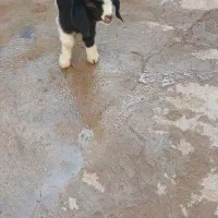 بزغاله|حیوانات مزرعه|سده (خراسان جنوبی), |دیوار