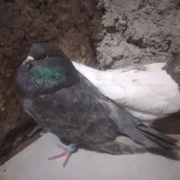 طوقی|پرنده|کرباسک, |دیوار