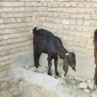 2 عددبز اسراییلی‌آبستن هستن