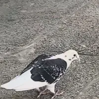 گمشده|پرنده|اردکان, |دیوار