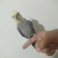 عروس هلندی نر دستی سخنگو با قفس و قفس جدا|پرنده|فولادشهر, مسکن مهر فولادشهر|دیوار