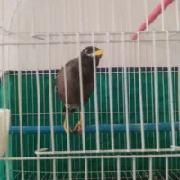 مینا دوعدد|پرنده|بروجرد, |دیوار