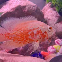 ماهی اکواریمی اسکار و جوعل