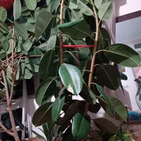 گل فیکوس چندین ساله