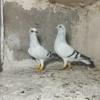 کبوتر شامی سفید‌ مصری چنگ کپل عدسی پشت سیاه شهری
