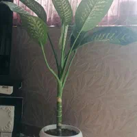 گل های شاداب و زیبا