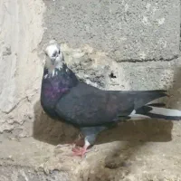 کفتر|پرنده|نقده, |دیوار