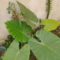 گل بابا ادم گل بنجامین و فیکوس و سیکاس