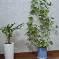 گلدان|گل و گیاه طبیعی|آق قلا, |دیوار