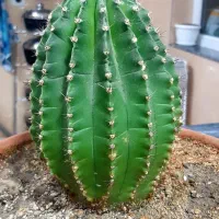 فروش کاتوس اچینو چهارساله|گل و گیاه طبیعی|سقز, |دیوار