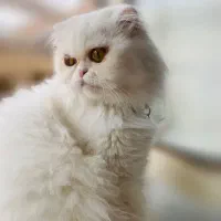 گربه پرشین ماده|گربه|زرند, |دیوار