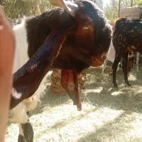 نری پاکستانی