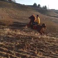 باشگاه سوارکاری کردان  آموزش و پانسیون