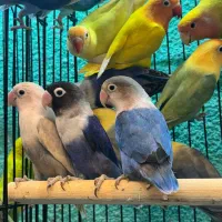 طوطی برزیلی مولد در رنگ های خاص|پرنده|قائمشهر, |دیوار