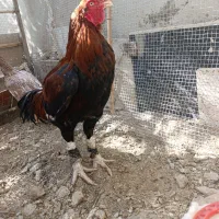 مرغ وخروس دونگ بالا|حیوانات مزرعه|سراوان, |دیوار