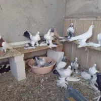 کبوتر توحلی