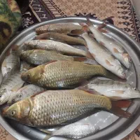 کرم خاکی  ماهیگیری