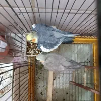 عروس هلندی همراه با جوجه