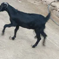گوسفند