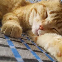 گمشده|حیوانات|دماوند, دماوند|دیوار