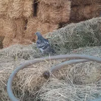 سبز پلاکی|پرنده|زبرخان, |دیوار