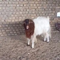 حیوانات مزرعه