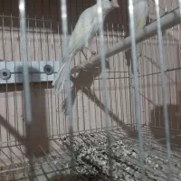 قناری رسمی بلند ماده|پرنده|تبریز, |دیوار