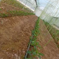 انجام خدمات گلخانه ،کاشت تا برداشت، نخ بندی سرپیچ|خدمات باغبانی و درختکاری|جیرفت, |دیوار