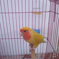 کوتوله برزیلی دره شهر