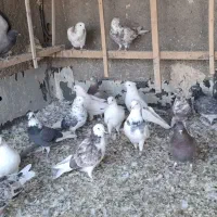 ۲۰ عدد کبوتر تهرانی