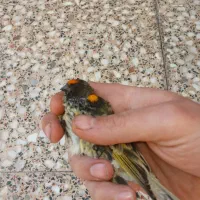 گلبسر نر|پرنده|فسا, |دیوار