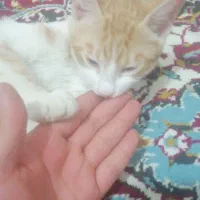 واگذاری گربه