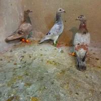خطی و سیاهپوش و رنگی به ضمانت پرش و جفتگاه نجاددار