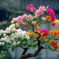 پارتنر گفتگو