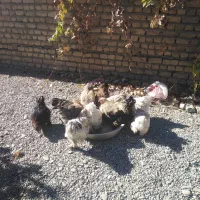 خروس کوشین فروشی