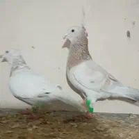 یک جفت سار عتیقه