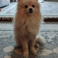 سگ پامر روباهی