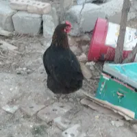 مرغ کوردی