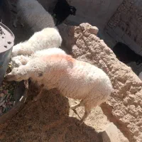 سلام یک قوچ رمانوف و یک چبش فروشی است